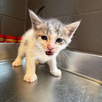 TUSC-Stray-85360_2_3_4 -  Domestic Short Hair Cat for Adoption in Tuscaloosa, Alabama - TUSC-Stray-85360_2_3_4 | PetCurious