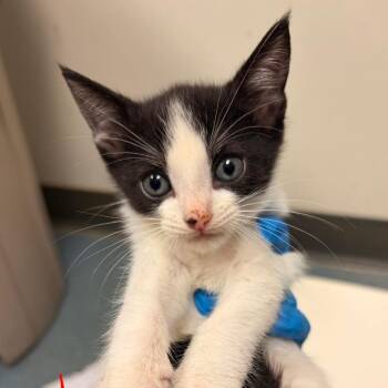 Gwen baby 2 -  Domestic Short Hair Cat for Adoption in Edinburg, Texas - Gwen Baby 2 | PetCurious