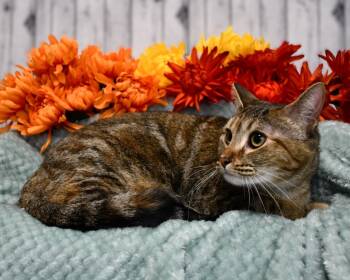 Rescue Domestic Short Hair Cats for Adoption in Roanoke, Texas - Shiloh | PetCurious
