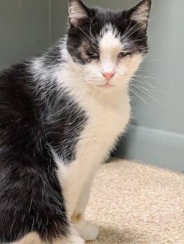 Domestic Short Hair Cats Available for Adoption in Waupun, Wisconsin - Tuxedo | PetCurious