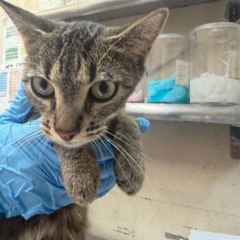 Mellow -  Domestic Short Hair Cat for Adoption in Birmingham, Alabama - Mellow | PetCurious