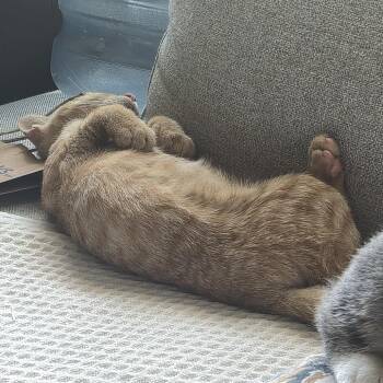 Juan Carlos -  Domestic Short Hair Cat for Adoption in Lakewood, California - Juan Carlos | PetCurious