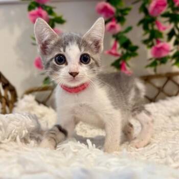 Canyon Spirit Oh So Precious -  Tabby and Domestic Short Hair Cat for Adoption in Friendswood, Texas - Canyon Spirit Oh So Precious | PetCurious