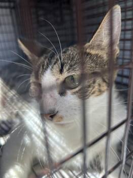 A660740 -  Domestic Short Hair Cat for Adoption in Houston, Texas - A660740 | PetCurious