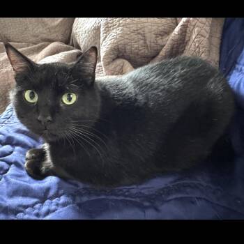 Domestic Short Hair Cats Available for Adoption in Omaha, Nebraska - Black Jack | PetCurious