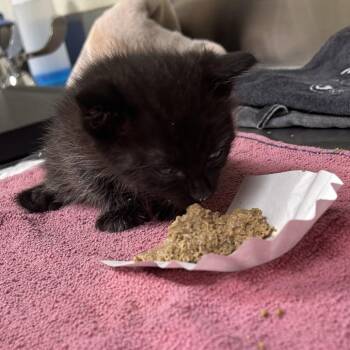 Fuji -  Domestic Short Hair Cat for Adoption in Asheville, North Carolina - Fuji | PetCurious