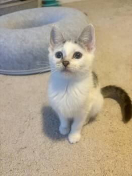 Rescue Domestic Short Hair Cats for Adoption in Richmond, Virginia - Eagle | PetCurious