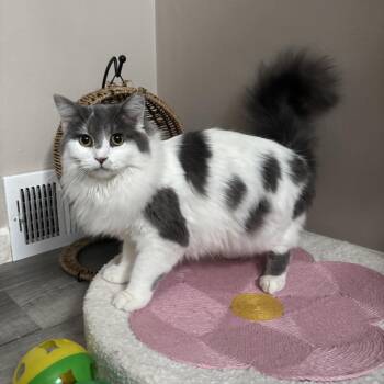 Dusty -  Domestic Medium Hair Cat Available for Adoption in Washington, Pennsylvania - Dusty | PetCurious