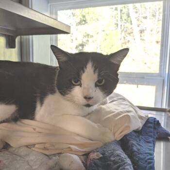 Rescue Domestic Short Hair Cats for Adoption in Huntsville, Arkansas - Mystery | PetCurious