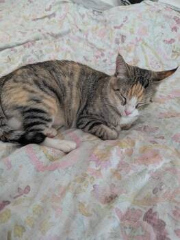 Rescue Domestic Short Hair Cats for Adoption in Jersey City, New Jersey - Farrah | PetCurious