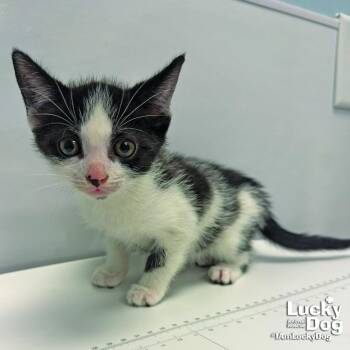 Dilly -  Domestic Short Hair Cat for Adoption in Washington, District Of Columbia - Dilly | PetCurious