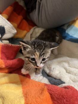 Bertie -  Domestic Short Hair Cat for Adoption in Vancouver, Washington - Bertie | PetCurious
