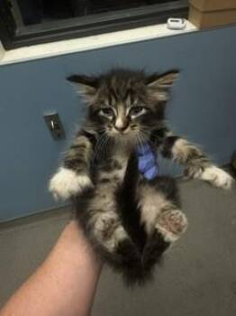 ELMO -  Domestic Short Hair Cat Available for Adoption in Doral, Florida - ELMO | PetCurious