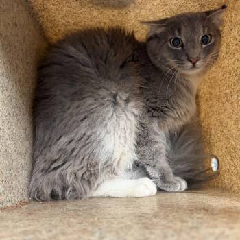 TUSC-Wildlife-84880 -  Domestic Short Hair Cat for Adoption in Tuscaloosa, Alabama - TUSC-Wildlife-84880 | PetCurious