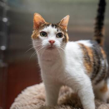 Angela -  Domestic Short Hair Cat for Adoption in Gainesville, Georgia - Angela | PetCurious
