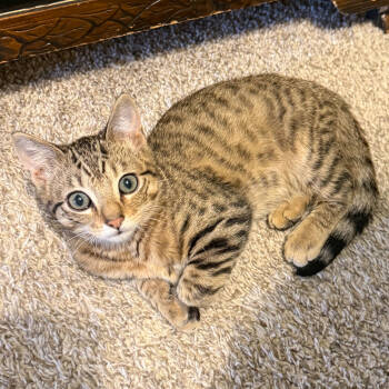 Rescue Domestic Short Hair Cats for Adoption in Knoxville, Tennessee - Horus | PetCurious