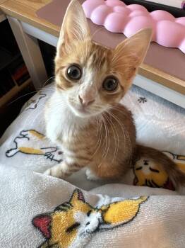 Bob Vila -  Domestic Short Hair and Tabby Cat for Adoption in Dallas, Texas - Bob Vila | PetCurious
