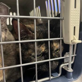 Nicy -  Domestic Short Hair Cat for Adoption in Greensboro, North Carolina - Nicy | PetCurious