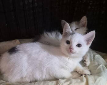 Rescue American Shorthair Cats for Adoption in Pikesville, Maryland - Brioche | PetCurious