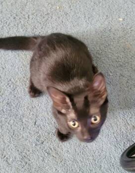 Thunder 3748 -  Domestic Short Hair Cat for Adoption in Dallas, Texas - Thunder 3748 | PetCurious
