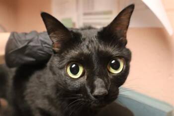 MOON -  Domestic Short Hair Cat for Adoption in Columbia, South Carolina - MOON | PetCurious