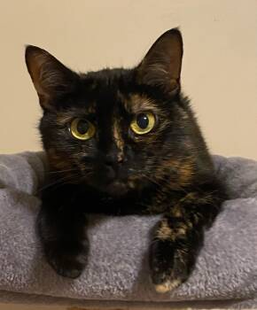 Rescue Domestic Short Hair Cats for Adoption in Burnaby, British Columbia - SweetPea | PetCurious