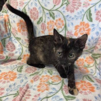 Domestic Short Hair Cats Available for Adoption in Kittanning, Pennsylvania - Crumb | PetCurious