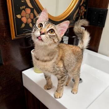 Sophie -  Domestic Medium Hair Cat for Adoption in Gibsonia, Pennsylvania - Sophie | PetCurious