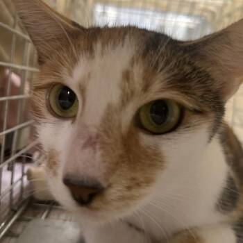 Joanne (fka as Stark momma) -  Domestic Short Hair Cat for Adoption in Marshall, Virginia - Joanne (fka As Stark Momma) | PetCurious