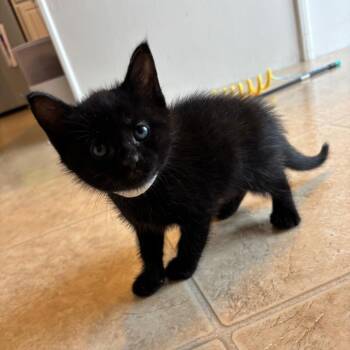 Rosalina -  Domestic Short Hair Cat Available for Adoption in Harrisonburg, Virginia - Rosalina | PetCurious