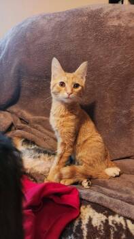 Zipper -  Domestic Medium Hair Cat for Adoption in Libertyville, Illinois - Zipper | PetCurious