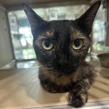 Imogen -  Domestic Short Hair Cat for Adoption in Leander, Texas - Imogen | PetCurious