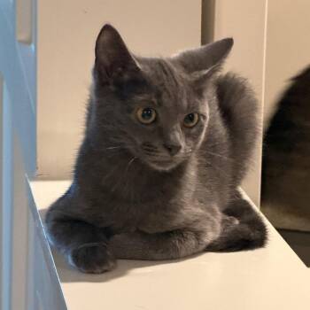 Mike -  Domestic Short Hair Cat for Adoption in Huntsville, Alabama - Mike | PetCurious