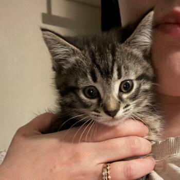 Domestic Short Hair Cats Available for Adoption - Voula | PetCurious