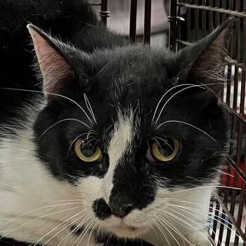 Domestic Short Hair Cats Available for Adoption in Las Cruces, New Mexico - Philly | PetCurious