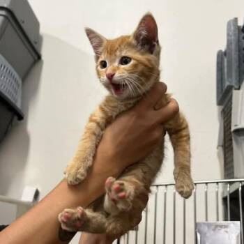 Taz -  Domestic Short Hair Cat for Adoption in Morgan Hill, California - Taz | PetCurious