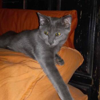 Rhonda Rousey -  Domestic Short Hair Cat for Adoption in Kerrville, Texas - Rhonda Rousey | PetCurious