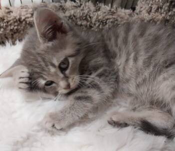 Rescue Domestic Short Hair Cats for Adoption in South Bend, Indiana - Cobweb * IN FOSTER * | PetCurious