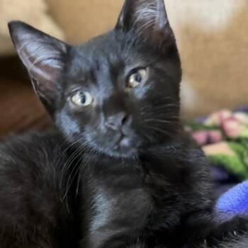 Checkers -  Domestic Short Hair Cat for Adoption in Hemet, California - Checkers | PetCurious