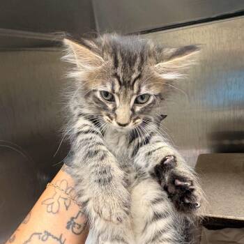 Doc -  Domestic Short Hair Cat for Adoption in Winston-salem, North Carolina - Doc | PetCurious