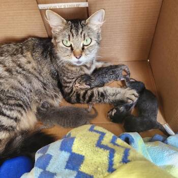 MK -  Domestic Medium Hair Cat for Adoption in Stephenville, Texas - MK | PetCurious