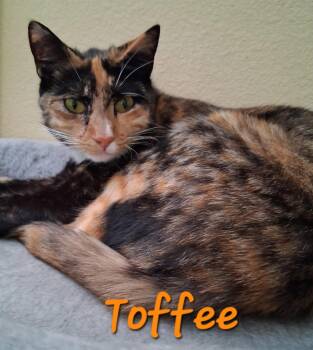 Toffee -  Domestic Short Hair and Tortoiseshell Cat for Adoption in Longwood, Florida - Toffee | PetCurious