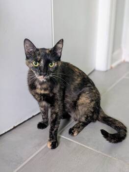 Oneida -  Domestic Short Hair Cat for Adoption in Murfreesboro, Tennessee - Oneida | PetCurious