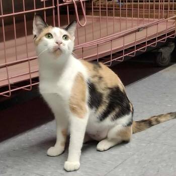 Rescue Domestic Short Hair Cats for Adoption in Vine Grove, Kentucky - Mosaic | PetCurious