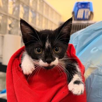 Melanie -  Domestic Short Hair Cat for Adoption in West Palm Beach, Florida - Melanie | PetCurious