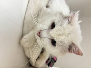 Freddie - 2026 -  Domestic Long Hair and Maine Coon Cat for Adoption in Plymouth, Connecticut - Freddie - 2026 | PetCurious