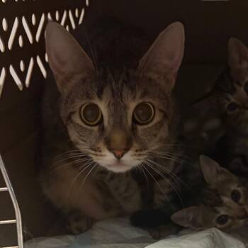 Sylvie -  Domestic Short Hair Cat for Adoption in Scituate, Massachusetts - Sylvie | PetCurious