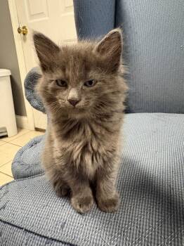 Tristin -  Domestic Medium Hair Cat for Adoption in Ballwin, Missouri - Tristin | PetCurious