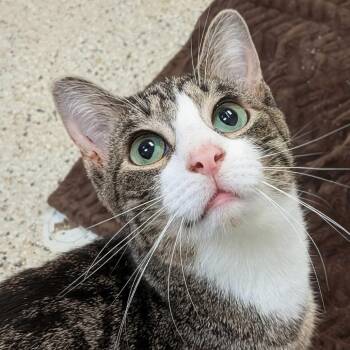 Domestic Short Hair Cats Available for Adoption in Marysville, Ohio - Willy | PetCurious