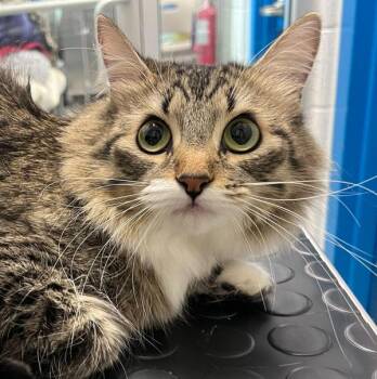 Crystal -  Domestic Medium Hair Cat for Adoption in Golden, Colorado - Crystal | PetCurious